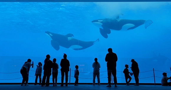 two captive orcas in china aquarium