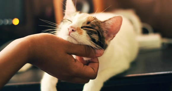a mostly white cat with gray patches lays on a counter while receiving chin rubs from a person
