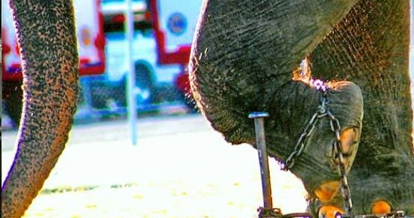 a close up image of an elephant's leg chained to a metal post