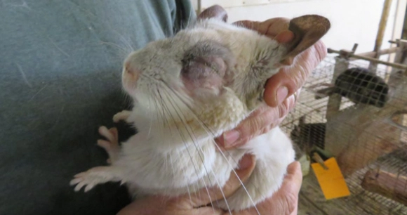 a baby chinchilla being held by a human at a supplier