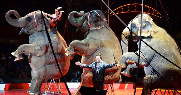 three elephants sit on stools behind their bull handler at a circus performance