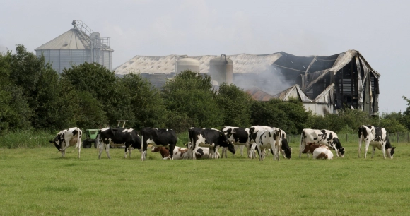 the image shows the aftermath of a barn fire at a dairy farm, where a herd of cows graze in a field next to the charred remains of a structure