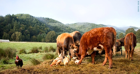a pastoral scene featuring several brown cows feeding on hay, while several chickens walk amongst them