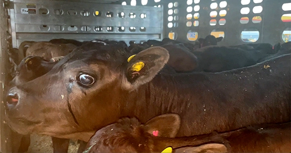 dairy calves in facility