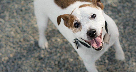 A white and brown Jack Russell Terrier happily glances up at the camera