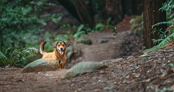 a dog stands in a forest