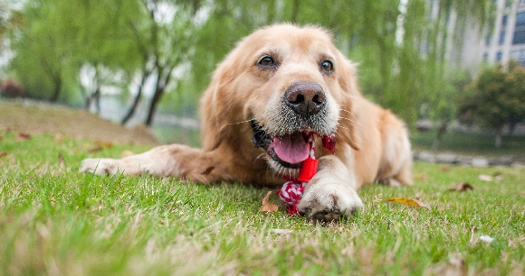 a geriatric golden retriever chews on a toy in a yard