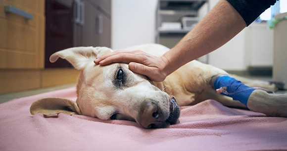 dog laying on vet floor with blue bandage on front leg