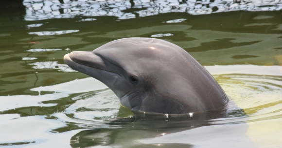 a close up of a bottlenose dolphin's head emerging from the water