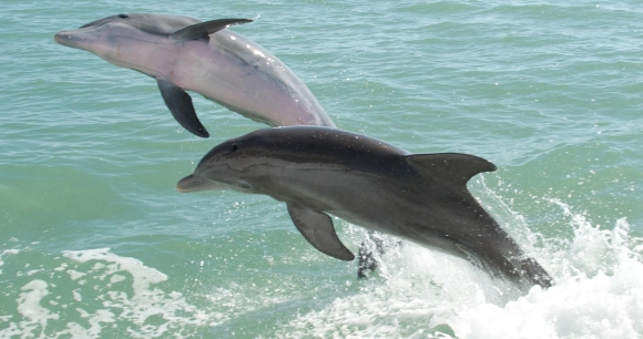 two wild Atlantic bottlenose dolphins jump out of the ocean's surface in Pine Island Sound