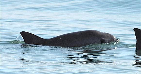 dolphin swimming in ocean