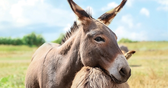 donkey resting head on another donkey in field