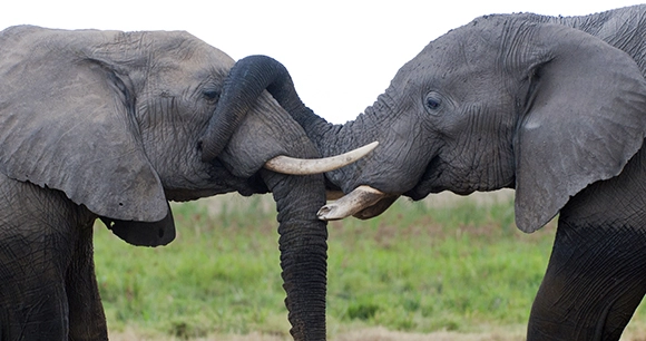 two African elephants display affection by intertwining their trunks