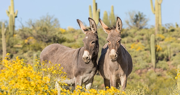 two wild burros stand together in an Arizona desert