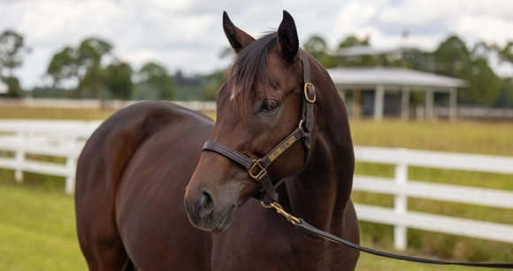 shiny brown horse at a horse ranch with white fence