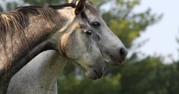 a pair of horse nuzzling their heads together