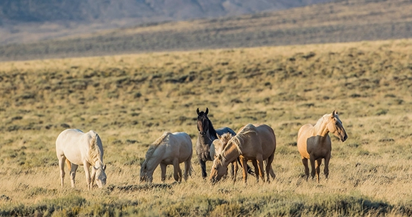 wild horses grazing in field