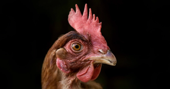 portrait of a chicken's head against a black background