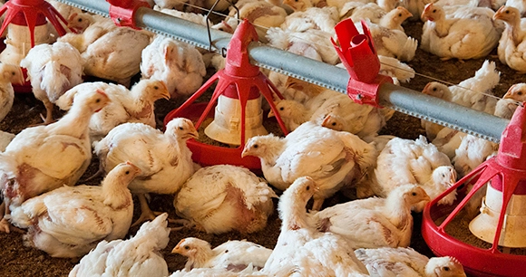 meat chickens crowded in small space around feeders