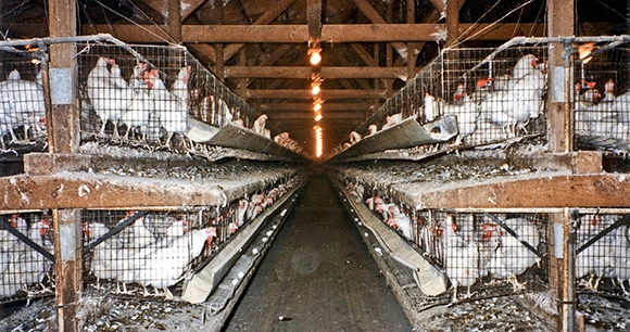 long row of battery caged chickens