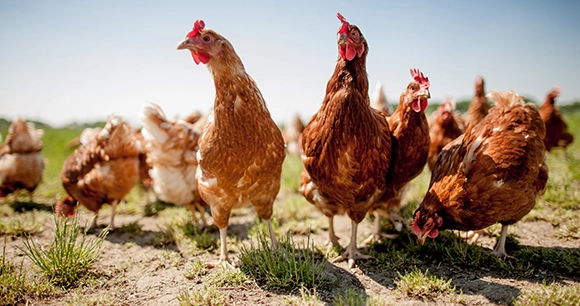 flock of chickens in field