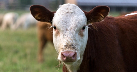 close up of a Hereford cow