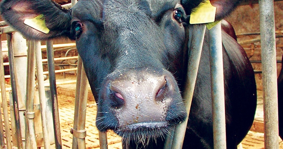a black cow tagged with a yellow ear tag in a transportation pen
