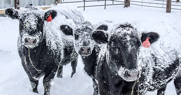 three black cows covered in snow and standing in a snow-filled pen