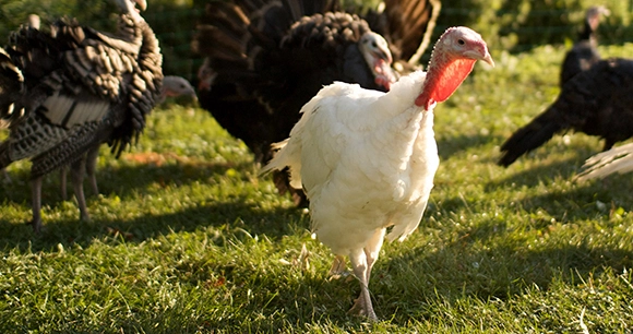 a white turkey followed by several brown turkeys walking in the grass