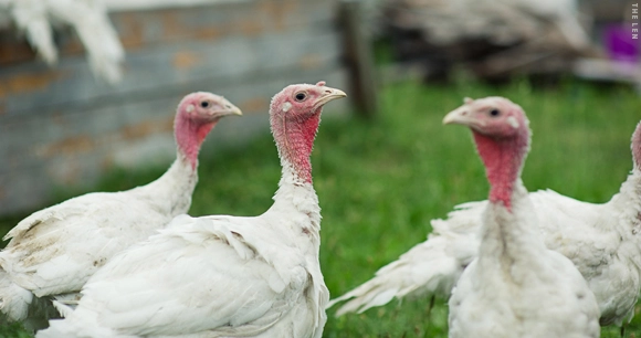 a small flock of turkeys stand in front of their coop