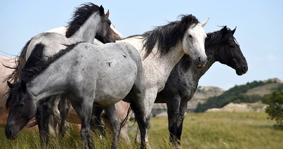 a group of wild horses of various coat including of roan, white, and black, in a rolling hills setting