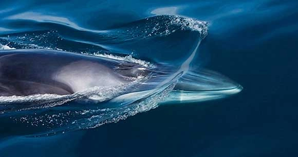 fin whale swimming in ocean