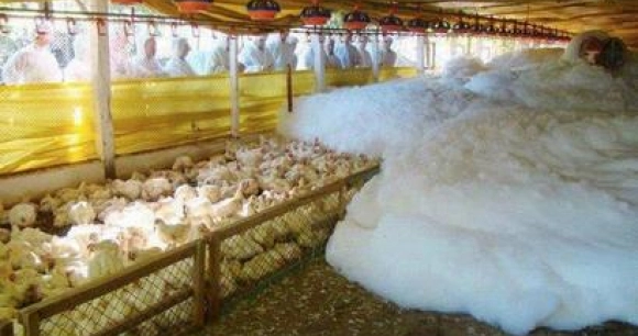 Water-based foam—which acts in a manner similar to drowning or suffocation—is sprayed in a poultry enclosure
