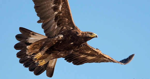 gold eagle flies in clear sky