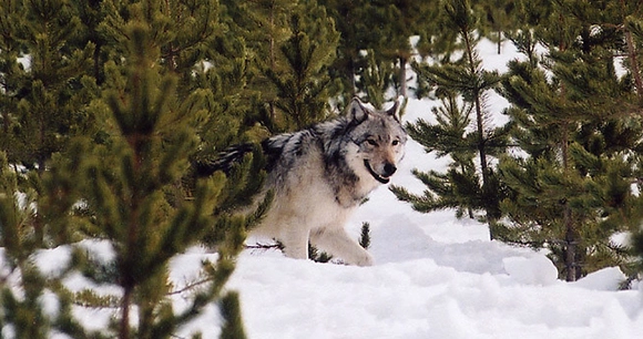 an adult gray wolf walks in a snowy forest