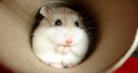 a white hamster crawls through a round pipe