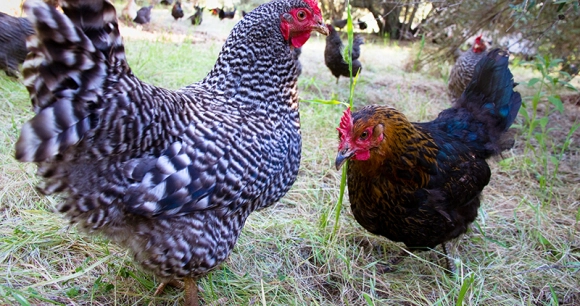 a flock of free range chickens roam in a grassy area