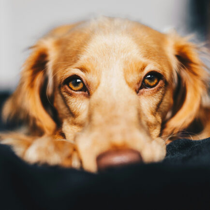 pretty dog with brown eyes looking into the camera