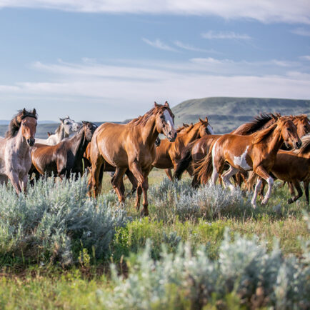 herd of wild horses running