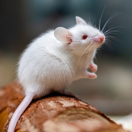 lab mouse on log