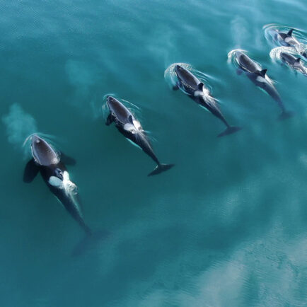 orca pod in an azure sea