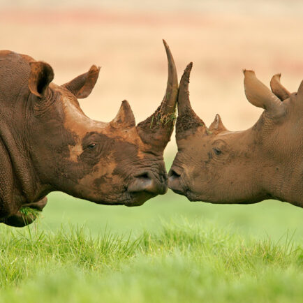 two rhinos touching horns
