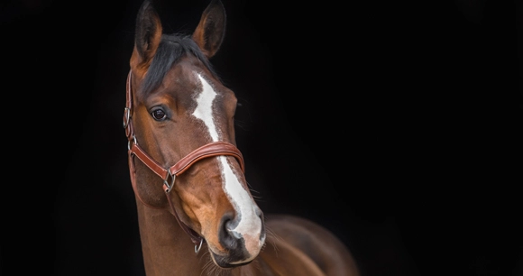 portrait of a chestnut horse wearing a bridle