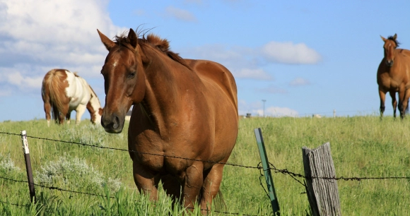 a trio of horses stand in tall green grass enclosed by wire fencing