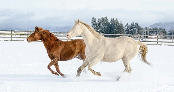 two horses cantering in snowy field