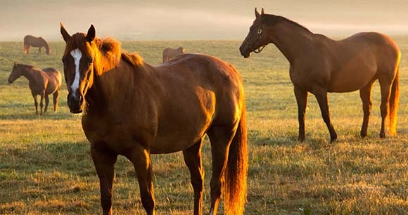 a herd of chestnut horses in a grassy field