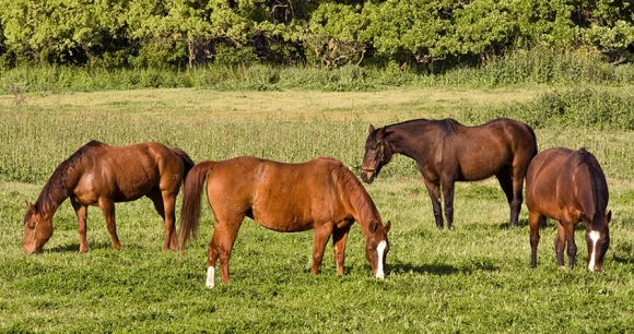 four horses graze in a grassy field