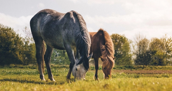 two horses grazing in a field