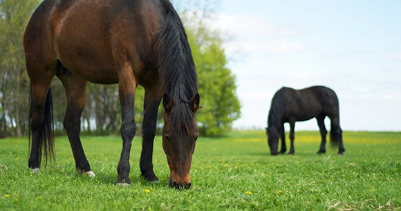 two horses graze on grass at a horse farm
