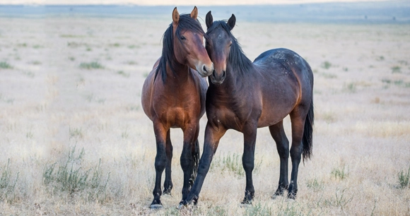 two brown horses with their noses nuzzled together in a wide open field